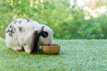 Adorable Holland lop rabbit bunny eating dry alfalfa hay field in pet bowl sitting on green grass...