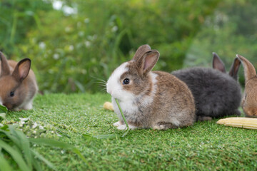 Adorable baby rabbit bunny brown eating fresh timothy grass while sitting on green grass over bokeh nature background. Infant brown white eat fresh grass on lawn. Easter bunny animal concept.