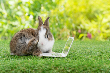 Adorable baby rabbit bunny with small laptop sitting on the green grass. Lovely infant rabbit white brown bunny looking at notebook screen on lawn natural background. Easter fluffy animal pet concept.