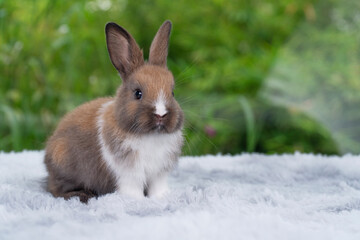 Infant rabbit ears bunny sitting on soft white carpet over green bokeh nature background. Innocence...