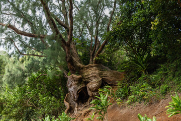Unusual tree roots at the Nuuanu Pali lookout on Oahu, Hawaii