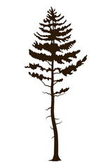 pine tree plant forest silhouette