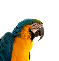blue and yellow macaw