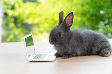 Newborn tiny rabbit furry bunny small laptop online sitting on bokeh green background. Lovely baby rabbit looking notebook sitting on wooden natural background. Easter fluffy concept pet technology