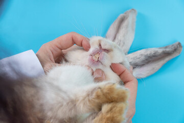Patient rabbit ears bunny with hands of veterinary scrutiny oral health on table blue background. Hand of doctor open mouth sick white rabbit mammal bunny check up teeth in hospital.Animal health care - obrazy, fototapety, plakaty