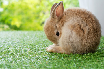 Adorable fluffy baby bunny rabbit sitting on green grass over natural background. Furry cute wild-animal single spring time at outdoor. Lovely fur baby rabbit bunny on meadow.Easter animal pet concept