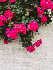 Magenta bougainvillea in front of white house