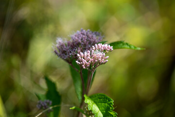 Common boneset along a hiking trail in Ontario.