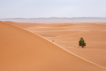 Desert landscape. Merzouga desert, the door to Sahara, in Morocco.

Desert dunes. Africa landscape background. Travels backgrounds.