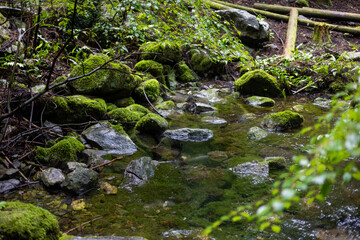 夏の八重谷湧水