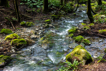 夏の八重谷湧水