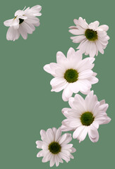 white daisies on a green background, copy space