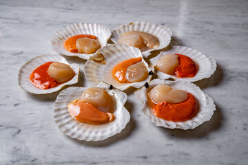 sea scallops oysters on a gray background