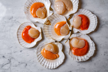 sea scallops oysters on a gray background