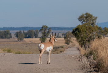 Pronghorn Antelope Buck in Wyoming in Autumn