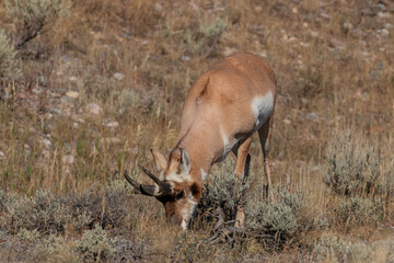 Pronghorn Antelope Buck in Wyoming in Autumn