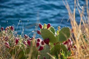 View of cacti growing on the seashore. Prickly pear flowers. Mediterranean vegetation.