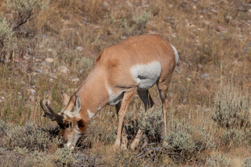 Pronghorn Antelope Buck in Wyoming in Autumn