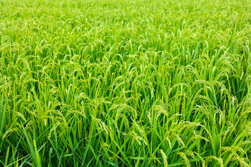 蒼く生い茂る成長中の稲