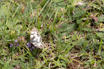 Black and white butterfly flying in the grass, which is a green background