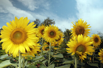 bright yellow sunflowers on a refreshing day