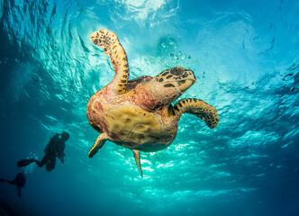 Fototapeta na wymiar Hawksbill sea turtle with divers