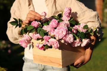 Woman holding crate with beautiful tea roses in garden, closeup