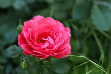 Beautiful pink rose on bush outdoors, closeup