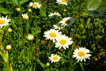 Beautiful blooming chamomiles outdoors on sunny day