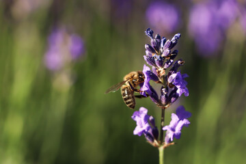 Closeup view of beautiful lavender with bee in field on sunny day