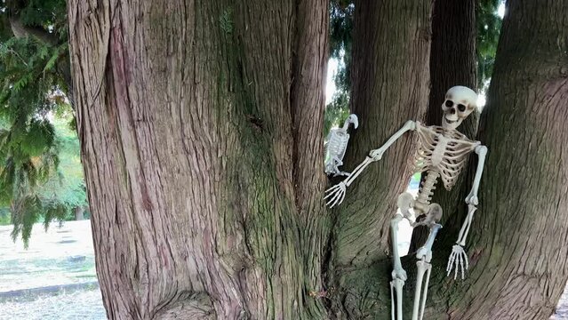 A human skeleton sits on a tree, and next to it is a skeleton of a bird, a vulture, the camera slowly floats by, shooting a video for Halloween Background for text on Halloween autumn holiday