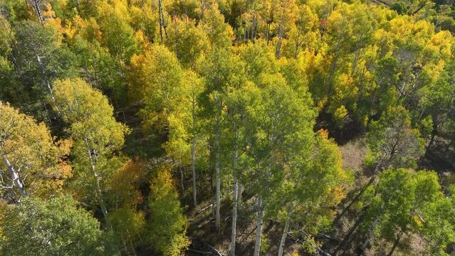 Aerial Autumn colors high mountain top. Beautiful season Autumn fall colors in Maple, Oak and Pine forest. Central Utah. Beautiful mountain canyon valley and trails. Travel destination.