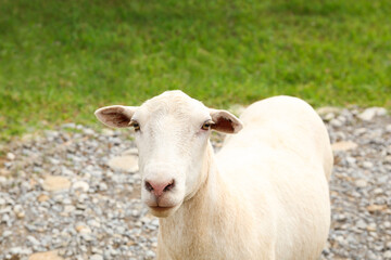 Beautiful white sheep in safari park on summer day