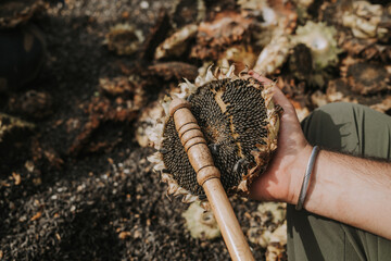 Threshing sunflower seeds by hand - man using stick, knocking on raw plants cap. Sunflowers harvest, working at home. Oil will be.
