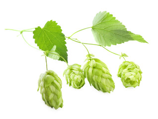 Branch with fresh green hops and leaves on white background