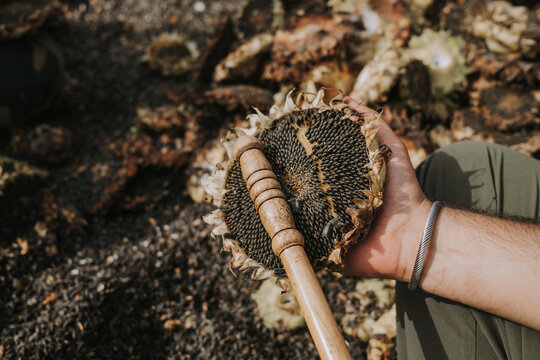 Threshing sunflower seeds by hand - man using stick, knocking on raw plants cap. Sunflowers harvest, working at home. Oil will be.