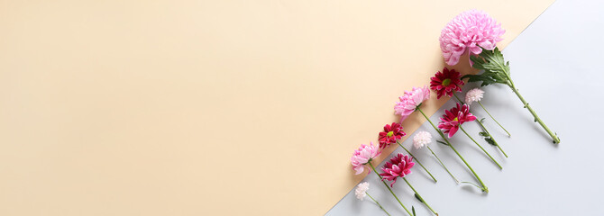 Fresh chrysanthemum flowers on light background with space for text, top view