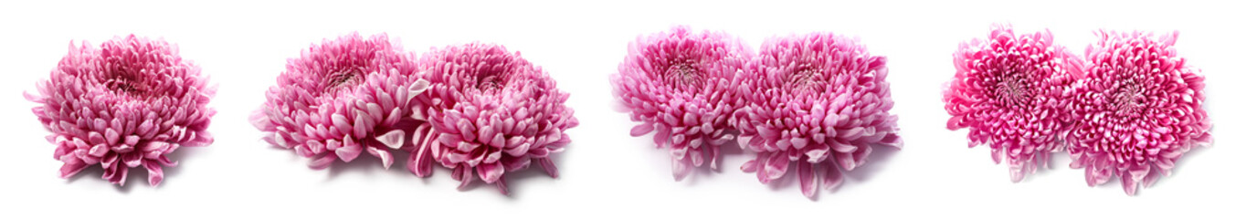 Set of pink chrysanthemum flowers isolated on white
