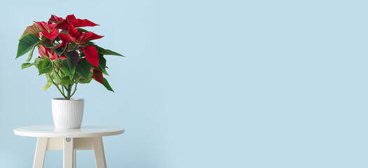 Beautiful poinsettia plant in pot on table against light blue background with space for text