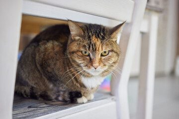 cat lying down on wooden table looking at camera.