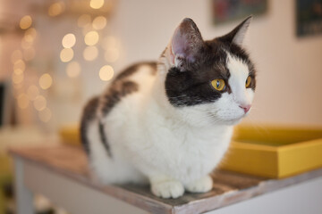cat lying down on wooden table looking at camera.