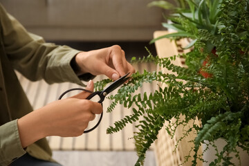 Woman cutting branch of houseplant at home, closeup