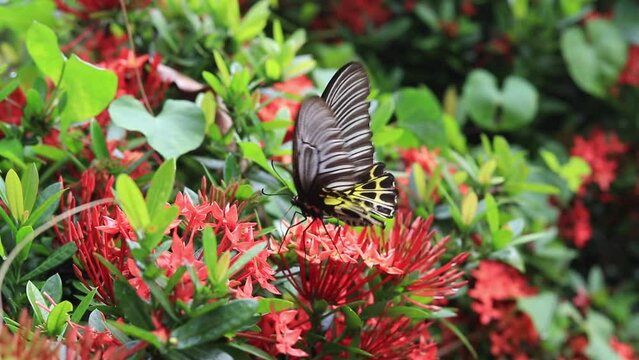 Butterfly Golden Birdwing. Troides aeacus malaiianus.