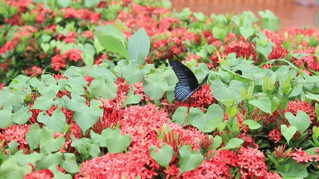 Butterfly Golden Birdwing. Troides aeacus malaiianus.