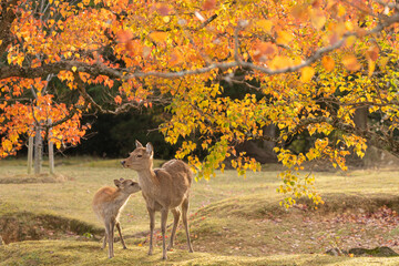 鹿の親子とナンキンハゼの紅葉 / Deer parent and child and autumn leaves - obrazy, fototapety, plakaty