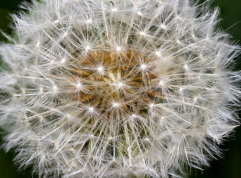 Macro of a white dandelion flower 
