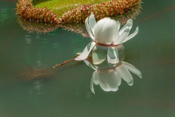 Seerose Victoria regia mit Spiegelung im Wasser