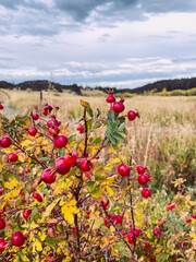 Edible wild rose hip berries in front of a golden rural field in Colorado