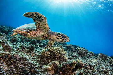 Obraz na płótnie Canvas Hawksbill sea turtle