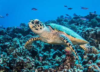 Obraz na płótnie Canvas Hawksbill sea turtle